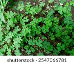 Close-up of Green Clover Plants Growing on Soil