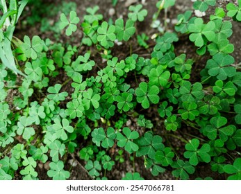 Close-up of Green Clover Plants Growing on Soil - Powered by Shutterstock