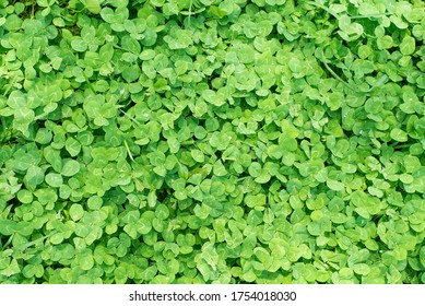 Closeup Green Clovers In Backyard Lawn, Nitrogen, Unhealthy Grass Lawn, Ground Cover, Weeds, Weed Killer, Herbicide, Irish Shamrocks