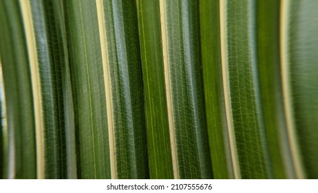 close-up of green coconut leaf texture