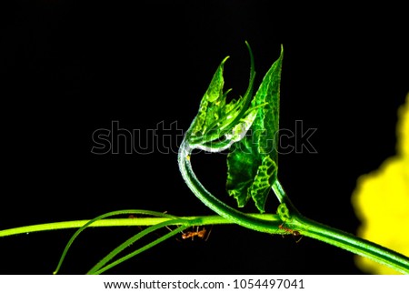 Similar – Image, Stock Photo Hair and spines