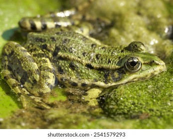 A close-up of a green edible frog camouflaged next to green moss - Powered by Shutterstock