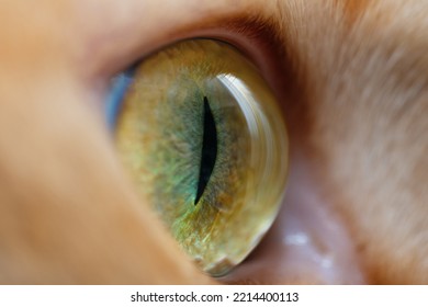 Closeup Of A Green Eye Of A Cat, Side View 