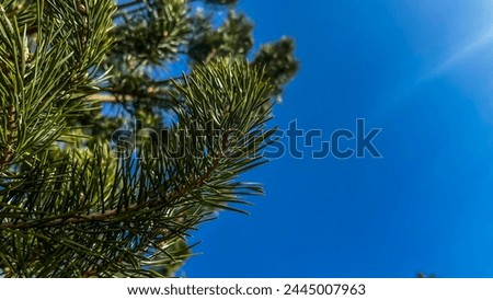 Close-up of green fir trees against blue sky on sunny day. Pine tree forest wallpaper with copy space. Conifer forest background. Nature. Soft focus. film grain pixel texture. Defocused.