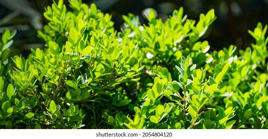 Close-up of green foliage of boxwood Buxus microphylla,  the Japanese box or littleleaf box  in Arboretum Park Southern Cultures in Sirius (Adler) Sochi.  