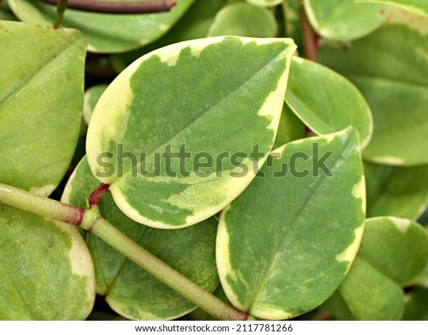 Closeup green foliage leaves Peperomia Scandens\
Serpens variegated ,Cupid peperomia ,Piper on a branch with heart\
shaped, Radiator plants ,nature leaf background ,tropical\
houseplant ,macro image