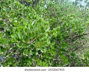 Close-up of Green Foliage and Ripe Blue Berries on Wild Mediterranean Buckthorn (Rhamnus alaternus) Shrub in Natural Habitat - Powered by Shutterstock