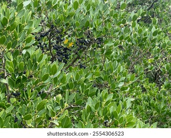 Close-up of Green Foliage and Ripe Blue Berries on Wild Mediterranean Buckthorn (Rhamnus alaternus) Shrub in Natural Habitat - Powered by Shutterstock