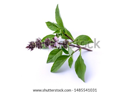 Closeup green fresh sweet basil leaves (Ocimum basilicum) with flower isolated on white background. Herbal medicine  plant concept. Zdjęcia stock © 