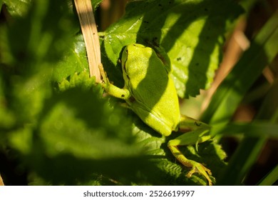 A close-up of a green frog camouflaged among leaves in a natural outdoor environment. The frog blends seamlessly with the surrounding foliage, highlighting its vivid green color and natural habitat. - Powered by Shutterstock