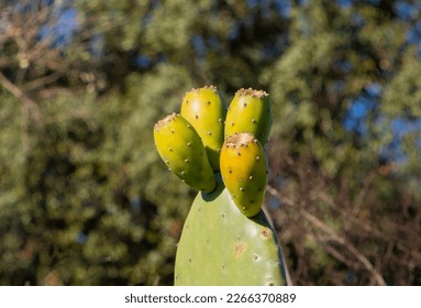 A close-up of green fruits of Opuntia ficus-indica cactus - Shutterstock ID 2266370889