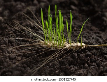 Closeup Of Green Germinants Growing From Cereal Ear On Farm Field In Spring, Revival And Regeneration Concept. Shallow DOF.
