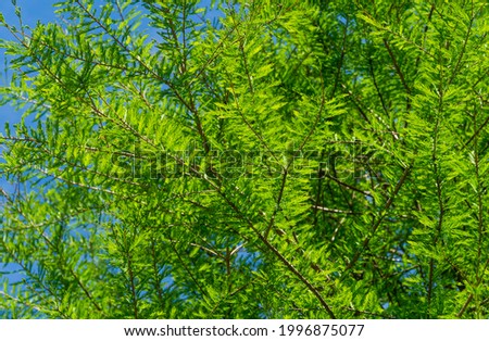 Close-up of green graceful foliage Bald Cypress Taxodium Distichum (swamp, white-cypress, gulf or tidewater red cypress) in public landscape city Park Krasnodar or Galitsky Park in sunny spring 2021 [[stock_photo]] © 