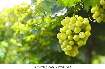 Close-up green grape cluster on vine in the vineyard. - Powered by Shutterstock