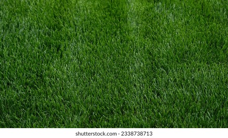 Close-up green grass, natural greenery texture of lawn garden. Stripes after mowing lawn court. Concept natural green background, lawn for training football pitch, Golf Courses, green lawn pattern. - Powered by Shutterstock