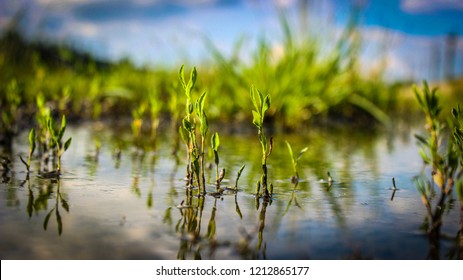 Close-up Of A Green Grass In A Swamp