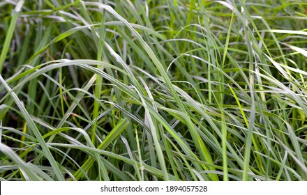 Closeup Green Grass Weeds Texture Wallpaper Stock Photo 1894057528 ...