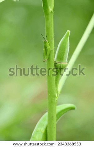 closeup the green grasshopper hold on lady finger plant with lady finger in the farm soft focus natural green brown background.