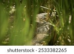 A close-up of a green grassy area featuring a slithering snake, partially hidden among the foliage