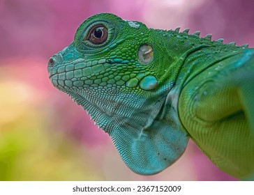 closeup of a green iguana with background pink - Powered by Shutterstock