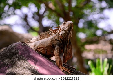 Closeup Green iguana sits on stone. also known as the American iguana or the common green lizard is living wildlife of tropcal 