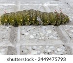 Close-up of a green imperial moth larva on a city sidewalk.