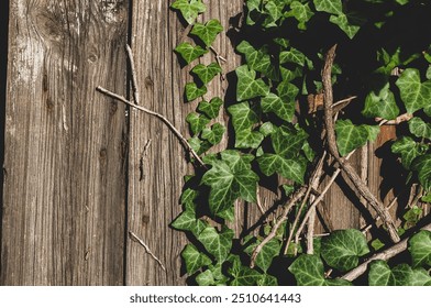 Close-up of green ivy leaves climbing on an aged wooden fence. Rustic texture with weathered wood and vibrant foliage creates a natural, organic feel, perfect for backgrounds or nature themes. - Powered by Shutterstock