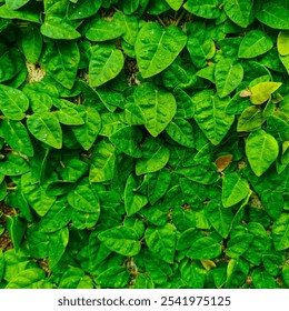 A close-up of a green ivy plant covering a wall. The leaves are heart-shaped and have a glossy texture. - Powered by Shutterstock