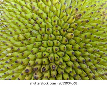 Close-up Of Green Jackfruit Skin Texture