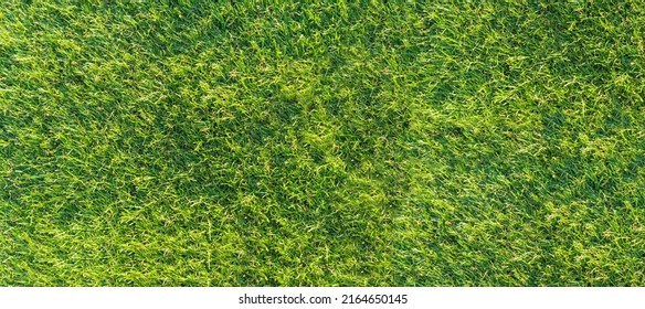 Close-up Of Green Lawn Background