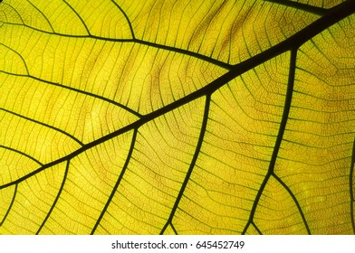 Closeup of green leaf background