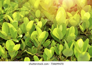 Closeup of green leaf background. selective focus. 
