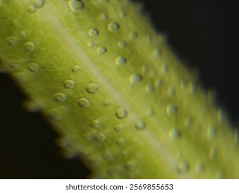 A close-up of a green leaf covered in tiny water droplets. The droplets are spherical and transparent, giving the leaf a dewy appearance.