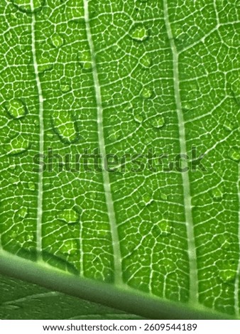 Close-Up of Green Leaf with Dew Drops After Rain – Fresh Nature Texture with Water Droplets and Natural Patterns in Macro Photography