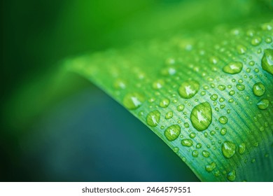 Closeup green leaf with drops of water. Drops of dew in morning glow in the sun. Beautiful leaf texture in nature. Natural summer background, stunning and dramatic green lush foliage artistic macro