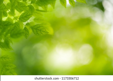 Close-up green leaf nature on blurred greenery background with copy space under sunlight using as a wallpaper - Shutterstock ID 1173306712