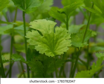 Closeup of a green leaf on a coriander plant, variety Calypso