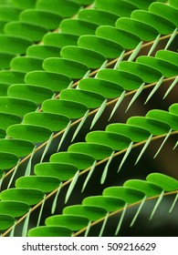 closeup green leaf pattern