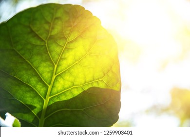 Closeup green leaf with sunlight for bio science of chlorophyll and process of photosynthesis in nature plant.