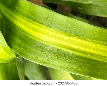 The closeup green leaf texture 