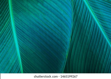 closeup green leaf texture, nature background, tropical leaf - Shutterstock ID 1465199267