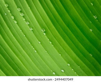 Close-up green leaf with water drops in the rainy day for natural background - Powered by Shutterstock