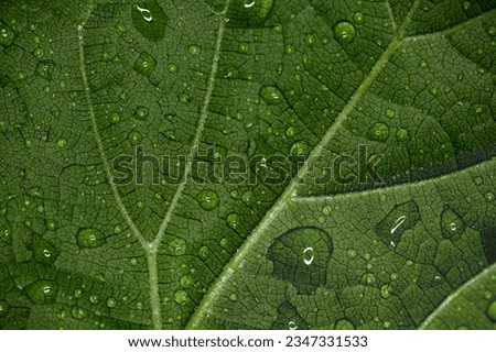 Closeup of green leaf with water drops from dew and veins background
