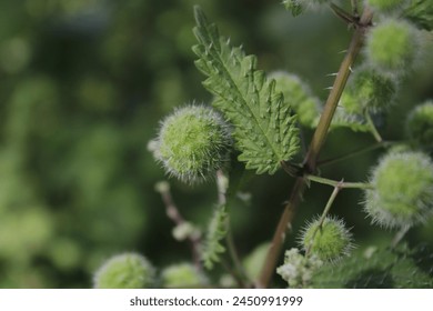 A close-up of a green leafy plant with serrated edges growing in Park Carmel, Haifa, Israel. The plant's leaves have a rough texture and prominent central veins. - Powered by Shutterstock