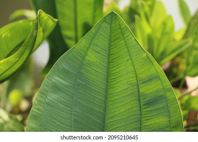 Closeup Green Leave For Plant Pathology Background