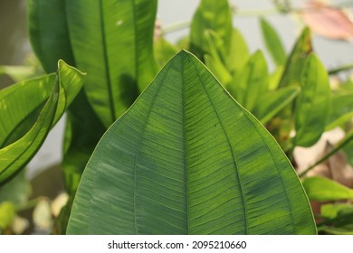 Closeup Green Leave For Plant Pathology Background