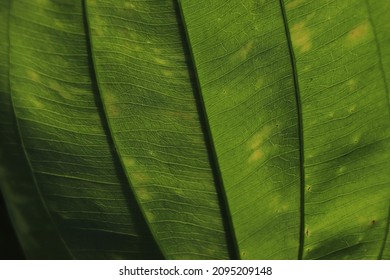 Closeup Green Leave Veins Background For Plant Pathology