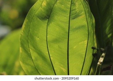 Closeup Green Leave Veins Background For Plant Pathology