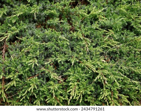 Closeup of the green leaves of the low growing conifer juniperus rigida conferta Schlager.