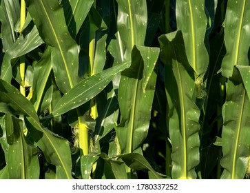 Closeup Of Green Leaves On Corn Stalks With Brown Spots, Fungi, Disease, Corn Field, Midwest, Farming, Farm, Cattle Feed, Tassels, Ethanol, Biodiesel Fuel, Fungus